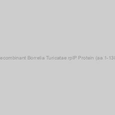 Image of Recombinant Borrelia Turicatae rplP Protein (aa 1-138)